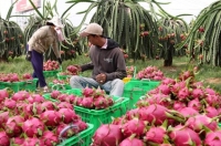 Trái cây tăng giá sau Tết